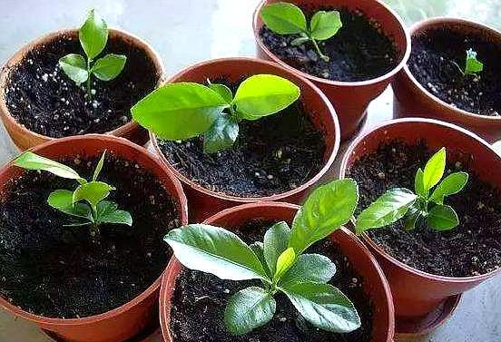 养花的10大好处你一定要看的,养花的7大好处有哪些呢