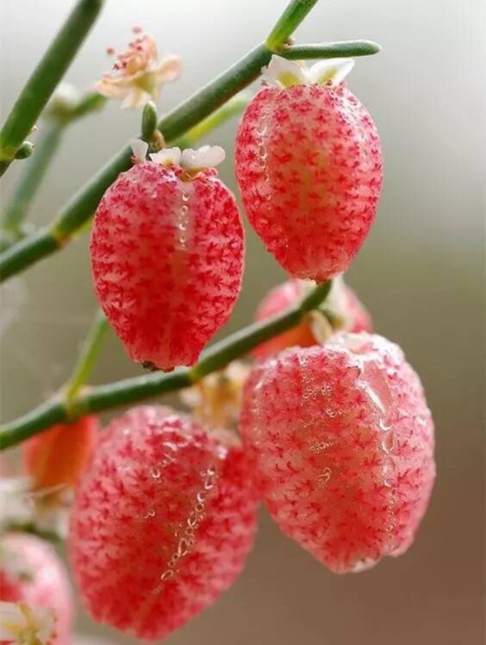 恶魔果实一共有几个形态,动漫中出现的恶魔果实