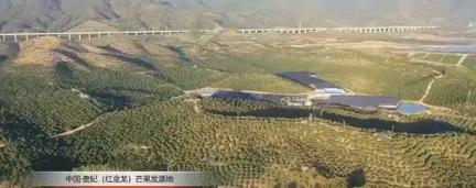 爆甜贵妃芒海南三亚,少吃点饭给榴莲留点空间