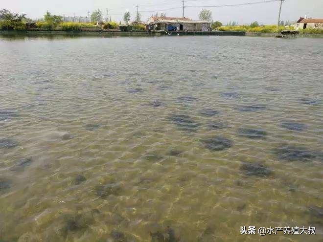 伊乐藻种植视频大全,伊乐藻种子种植