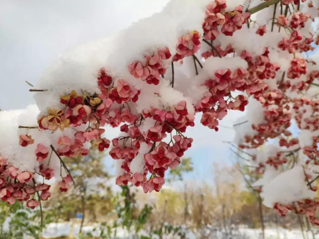 2019西北民族大学预科,高考志愿西北民族大学