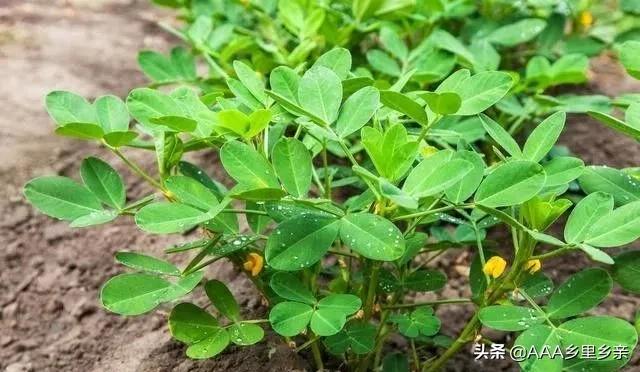 磷酸二氢钾怎么用有什么好处,磷酸二氢钾的施用方法有几种