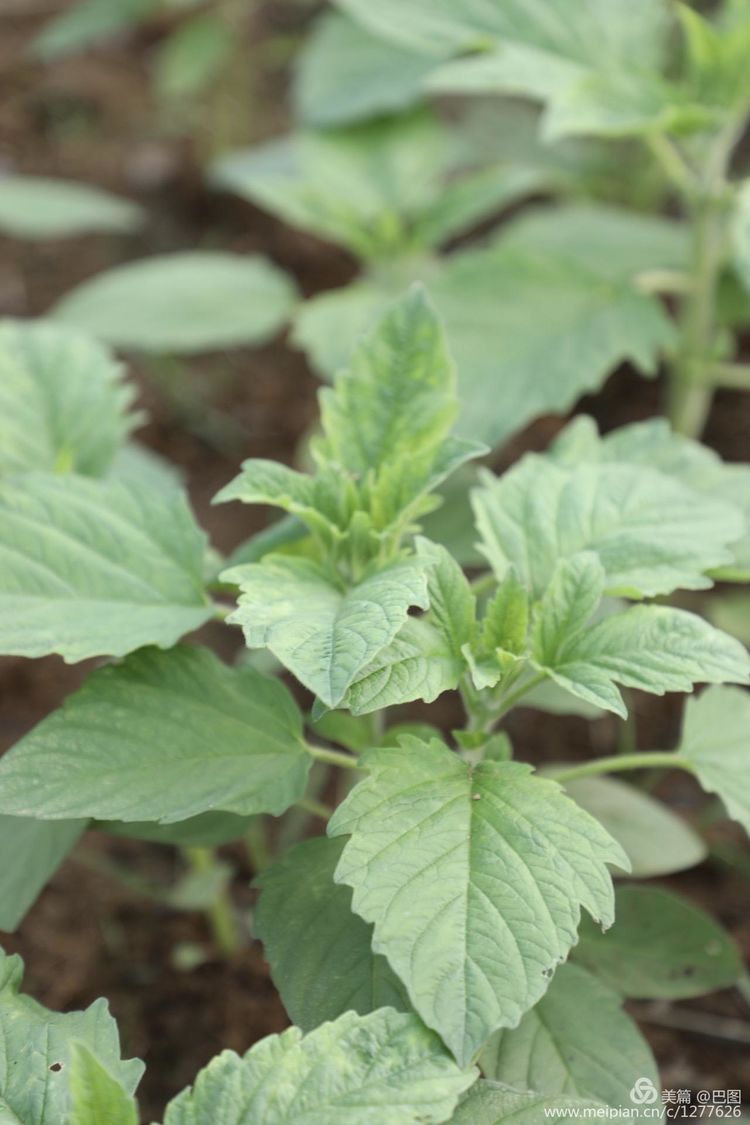 洛阳山寨水泥厂,洛阳山寨版龙门