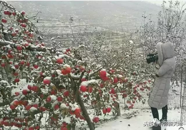 雪中的洛川红富士苹果,雪中的红苹果