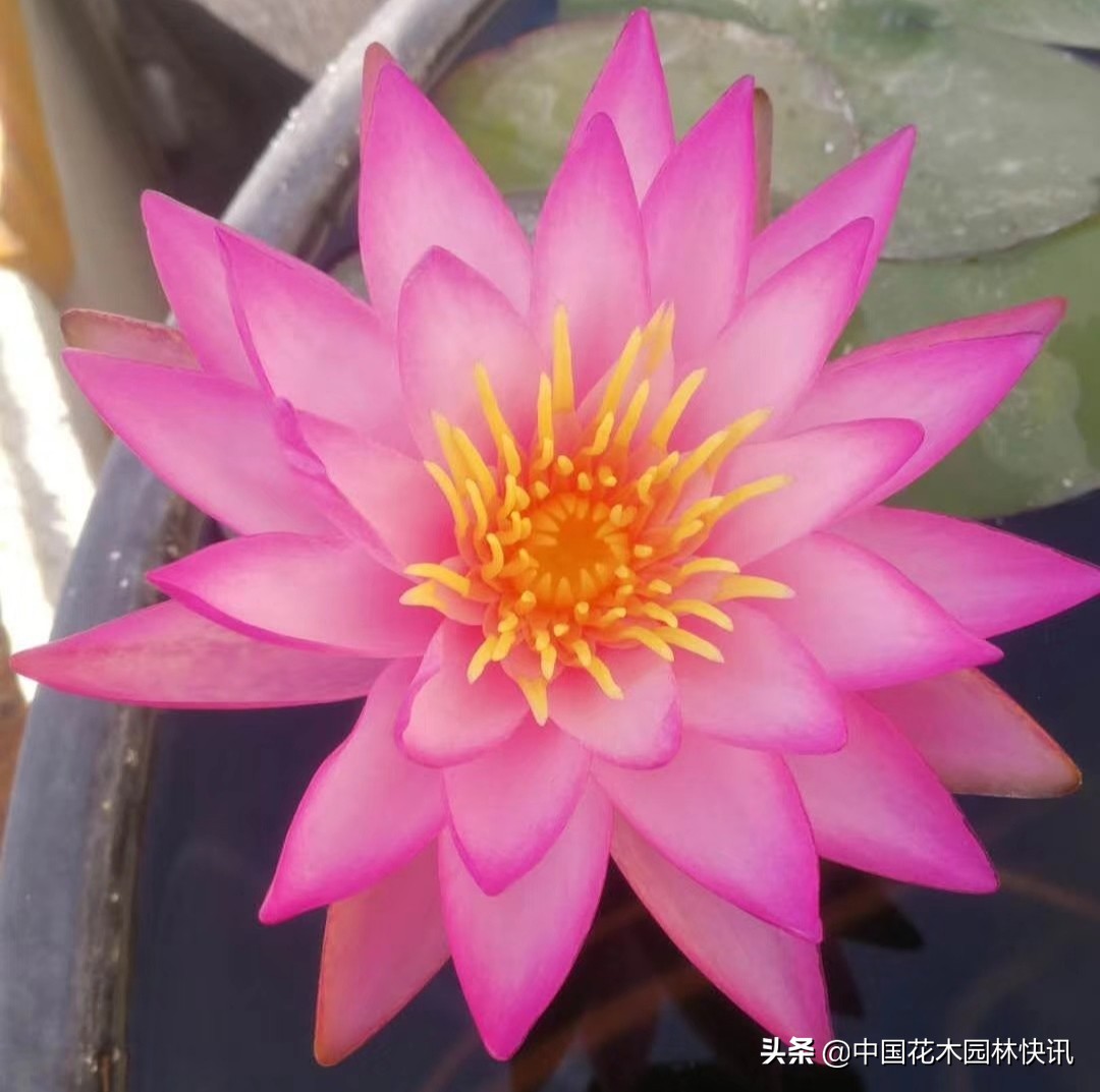 广西青年韦家隆：批量育成睡莲风雨兰新品种