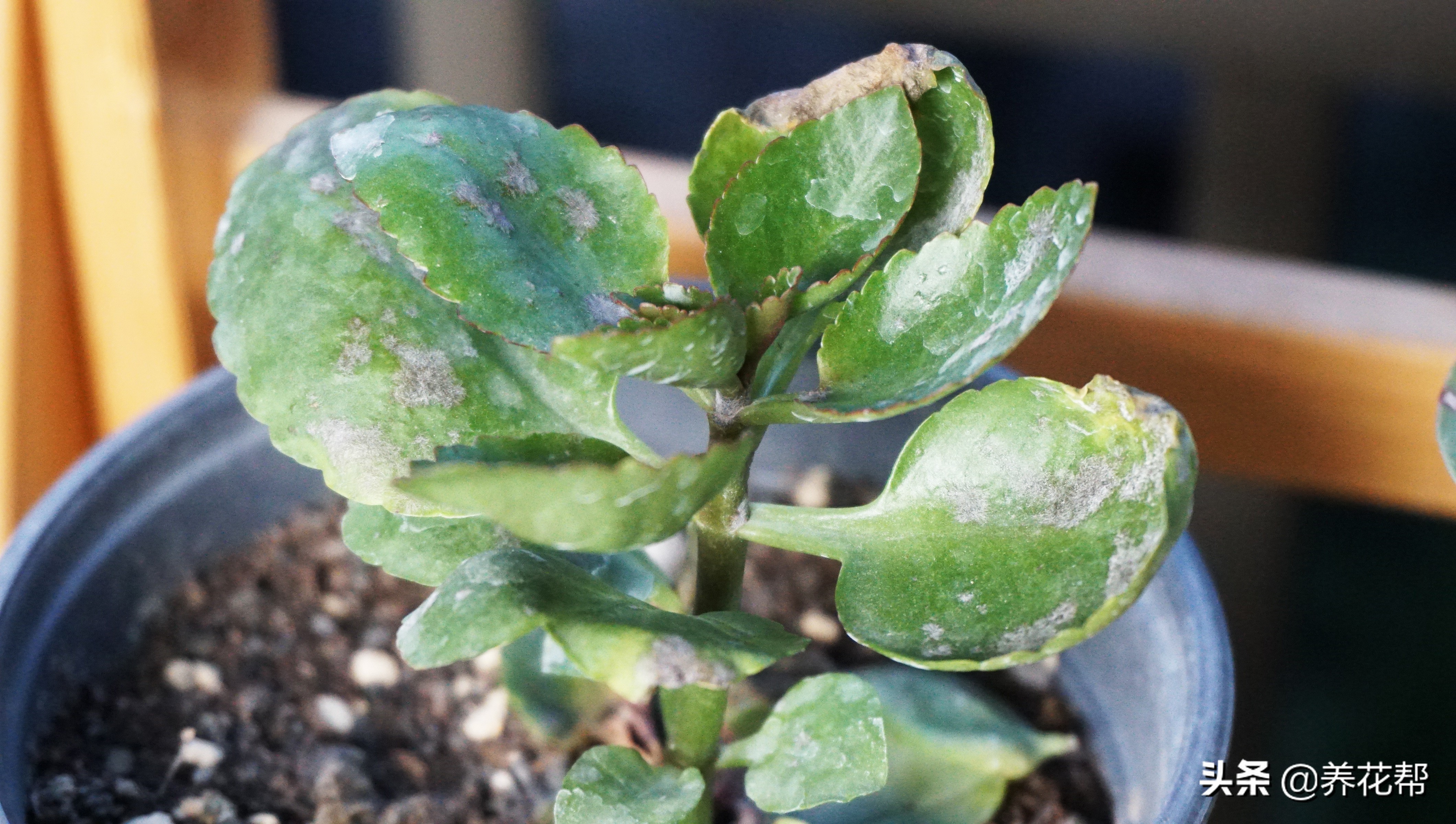 长寿花白毛病喷药后变黑怎么回事,长寿花白粉病后掉叶子是怎么回事