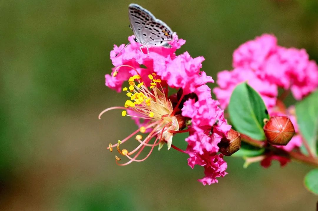 四十年紫薇树,人渐衰老心力也衰吗