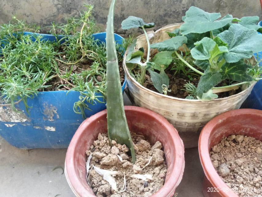 芦荟怎么养才能养得更好,芦荟在阴坡养还是在阳坡养好