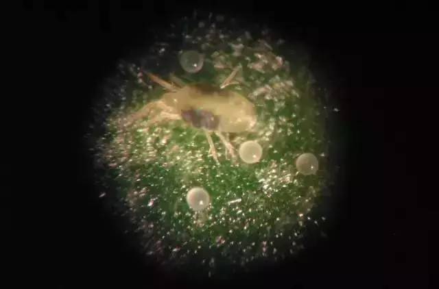 叶螨的危害,草莓螨害发生规律