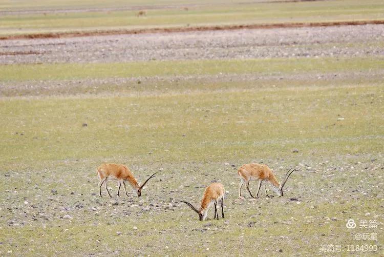 70岁的大爷用这篇游记告诉我们，阿里究竟值不值得去
