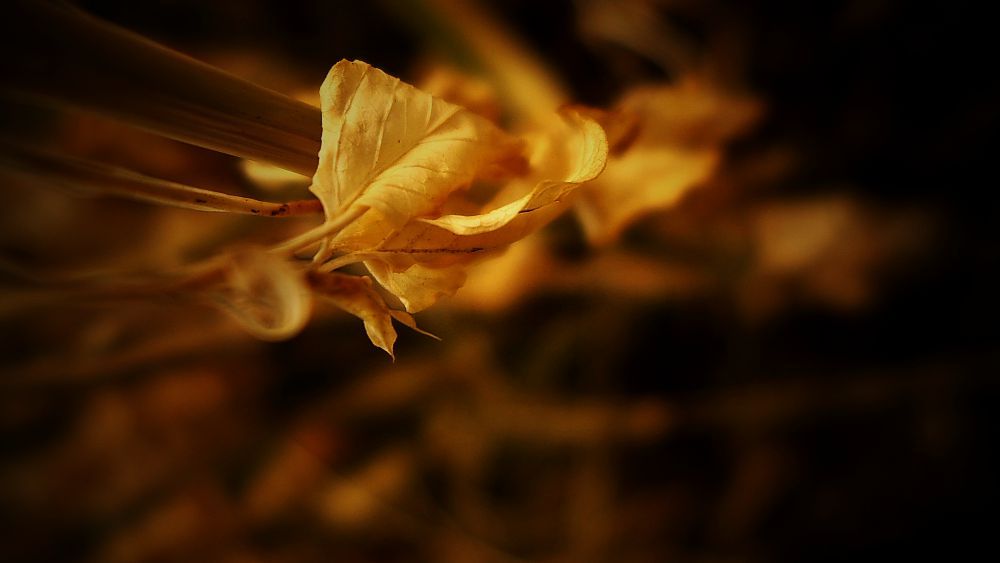 乔布斯把每一天都当作生命的终点,生命并非永不干涸的井