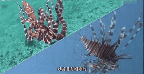 顶级伪装大师拟态章鱼,拟态章鱼科幻般伪装全过程