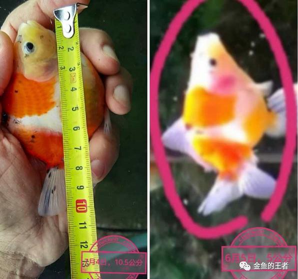 养功考试1个月,20条鱼的前后成长对比,变化太惊艳了