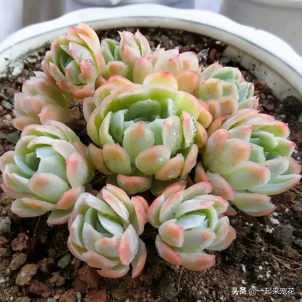 夏天怎么把冰莓多肉种成活,多肉冰莓适合深盆还是浅盆