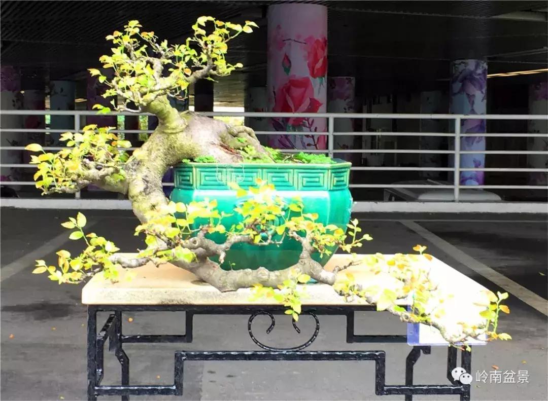 造型极美的盆景一起来欣赏,一组风吹出来的盆景欣赏动感十足