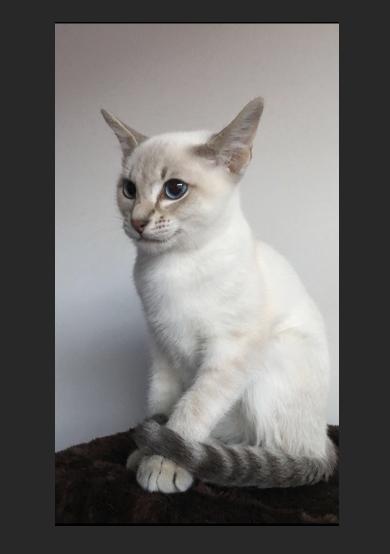 白底照片怎么拍怎么制作,如何制作无接缝照片教程