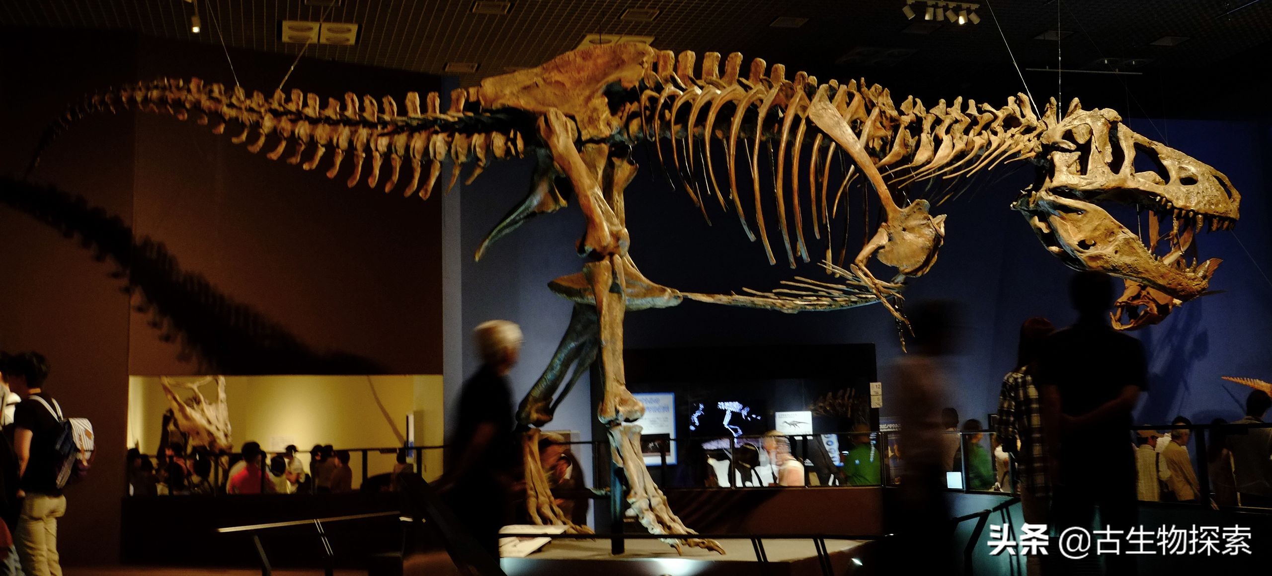 古生物学家恐龙化石霸王龙,中国发现霸王龙化石