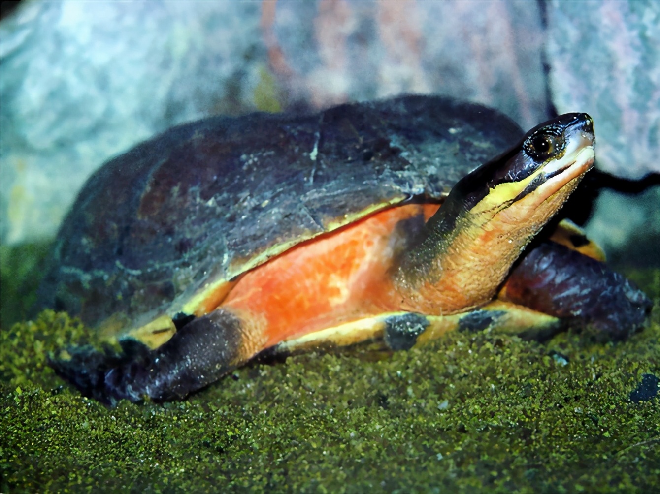 龟类大百科,大眼睛龟类