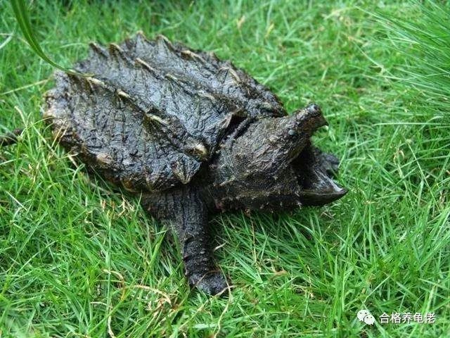 每周一龟｜美洲暴君：真鳄龟