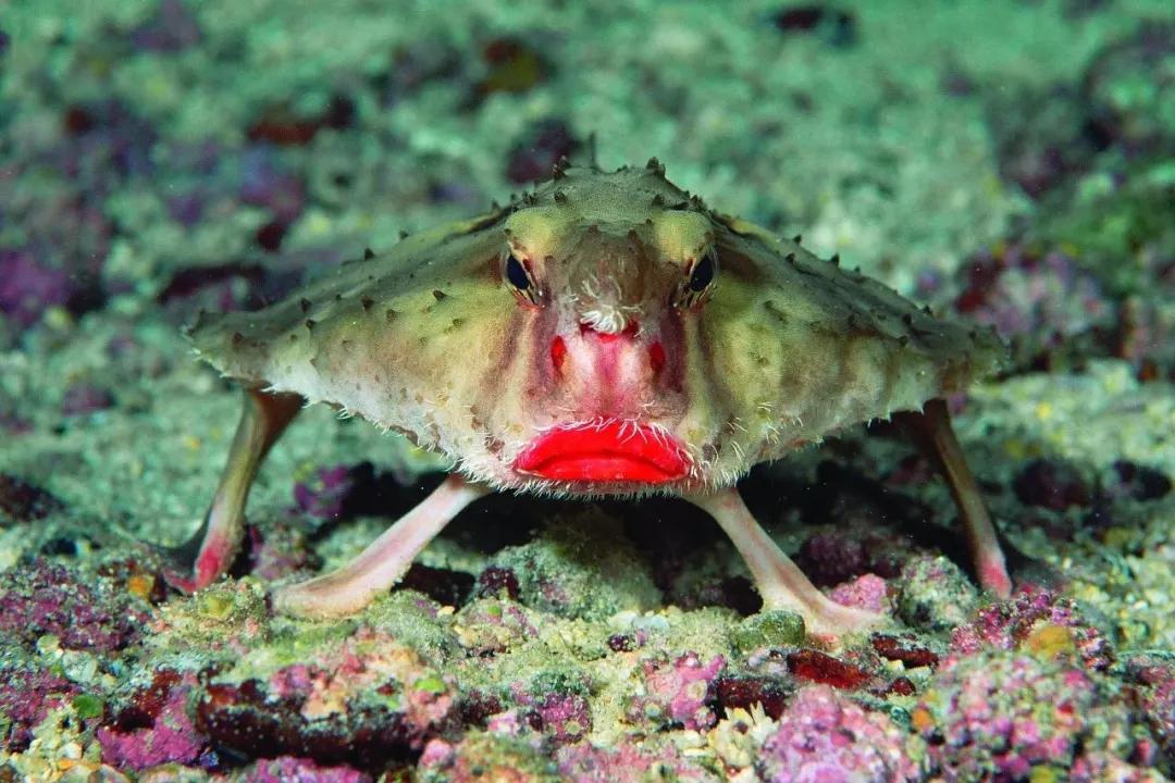 现实中的海绵宝宝是海洋生物,海绵宝宝中的珍珍是什么海洋生物