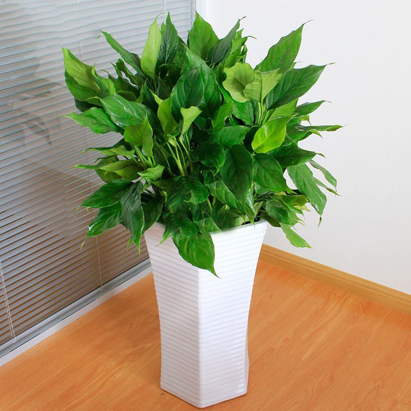 养花新手都可以养爆盆的室内植物,适合室内水养养不死的大型绿植