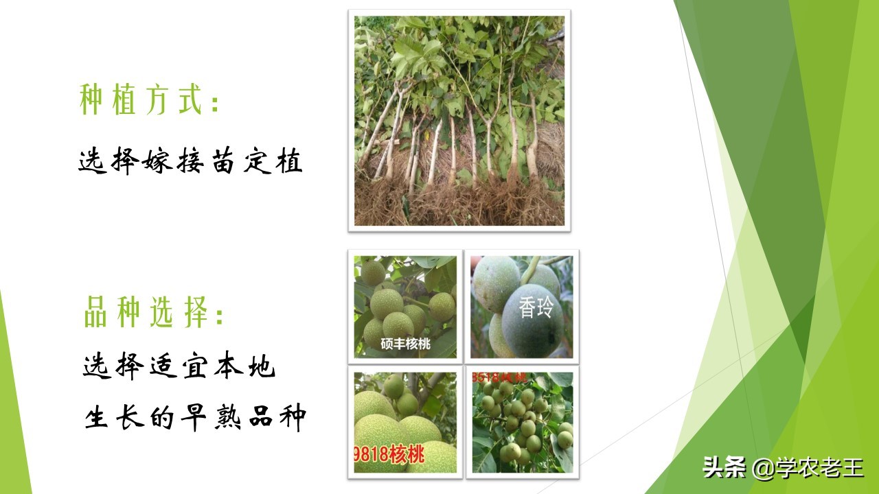 核桃种植技术与前景,核桃种植前景