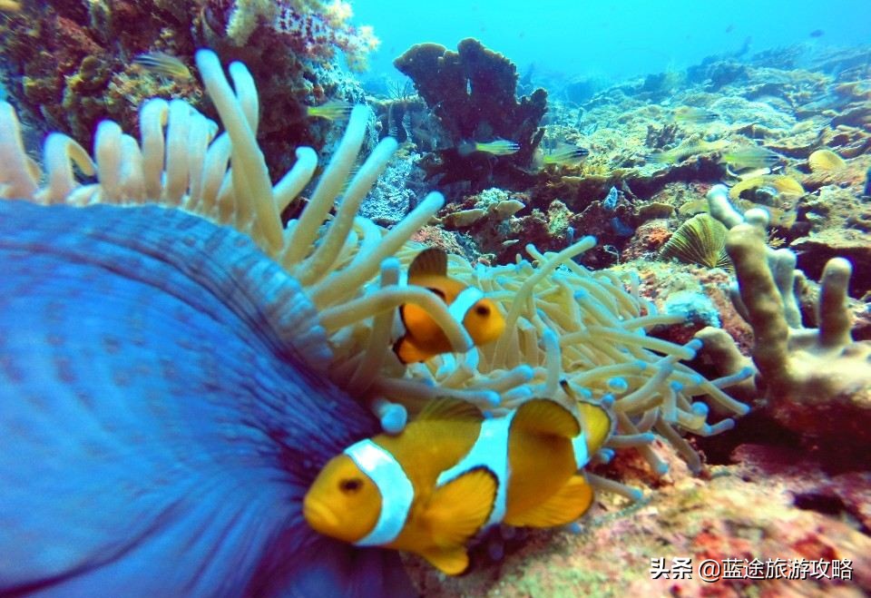 去沙巴是自由行还是跟团好 (沙巴跟团游玩攻略)