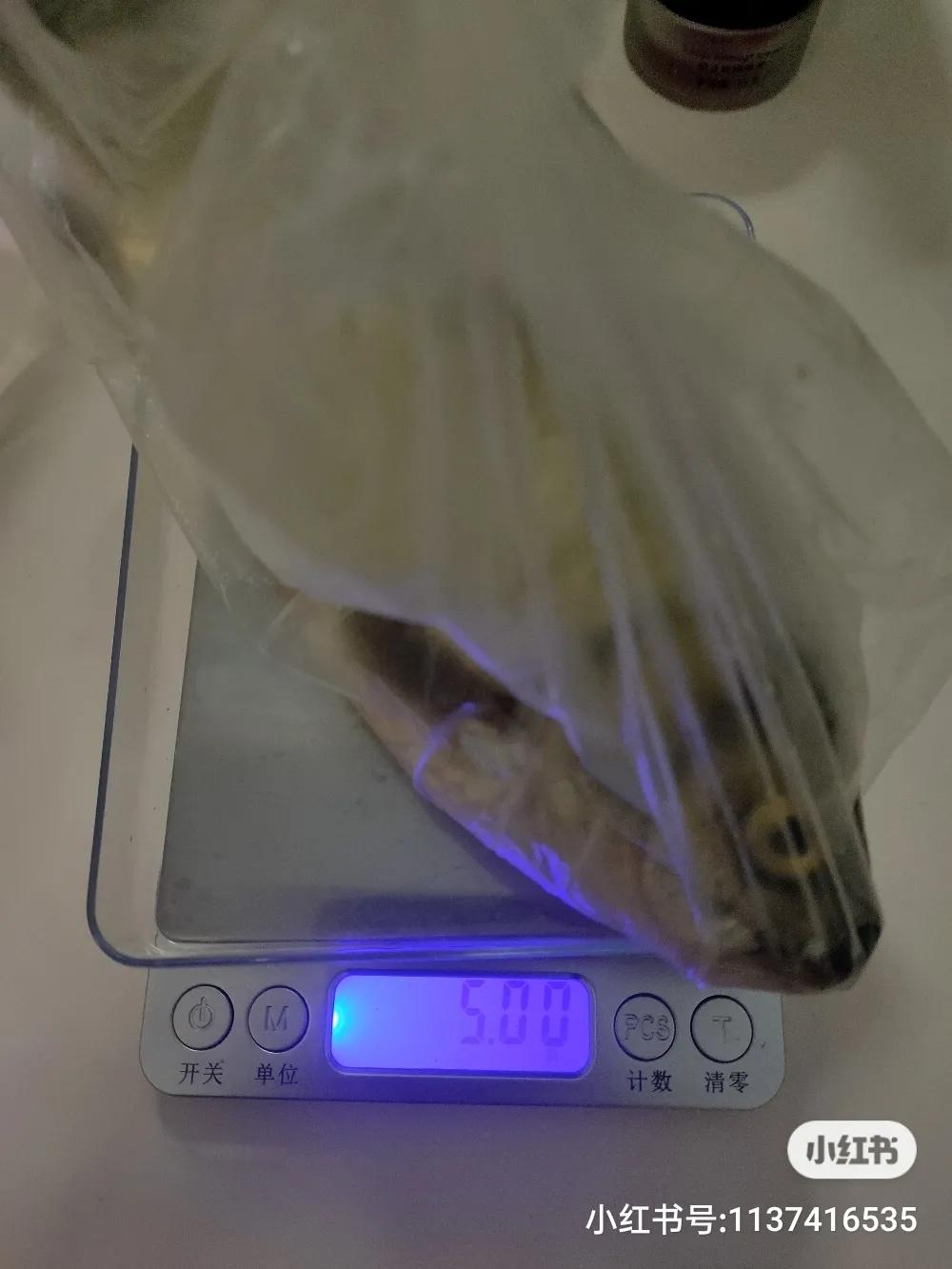 钓鱼王神饵,钓鱼王官方