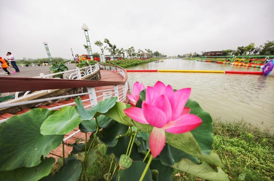 江苏金湖荷花风景,江苏淮安荷花之都金湖