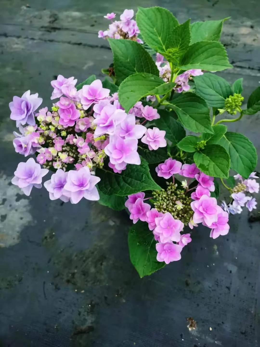 春季绣球叶子发皱怎么回事,夏季绣球老叶子都干枯怎么处理