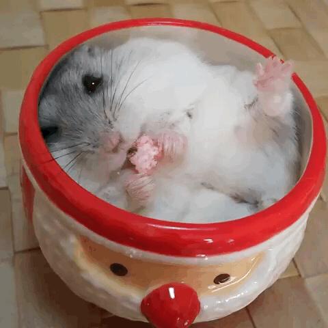 仓鼠最讨厌的是什么水果,仓鼠最讨厌主人的象征