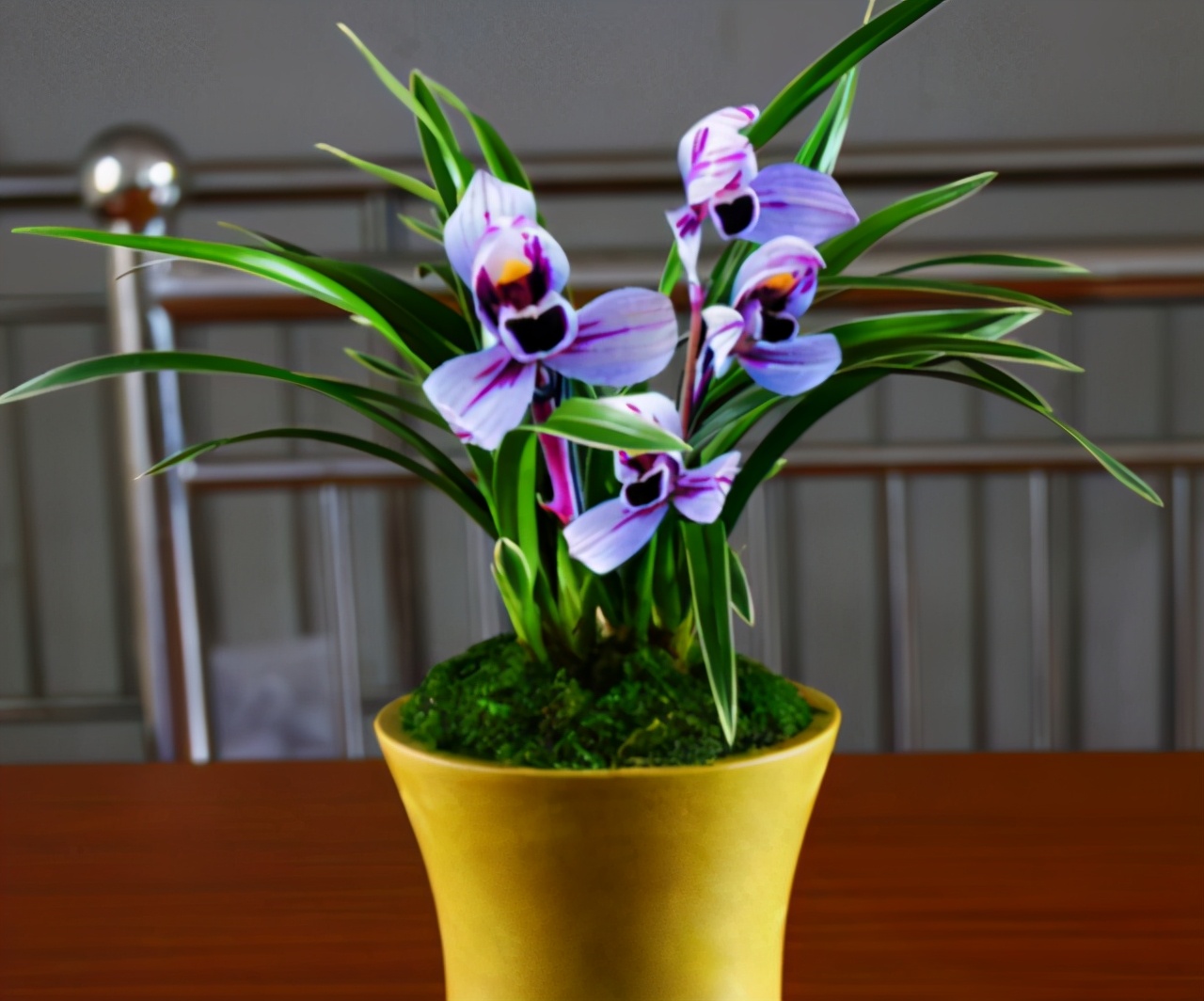 超级好养的荷瓣兰,兰花莲瓣兰金边品种