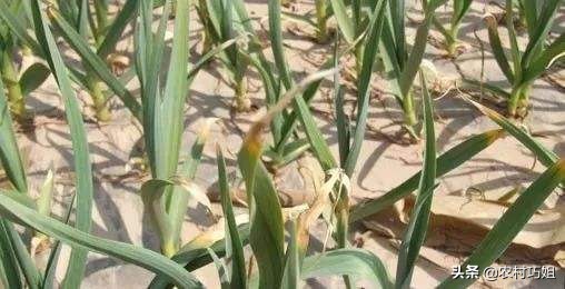 大蒜黄尖打什么药,大蒜黄尖打什么药好