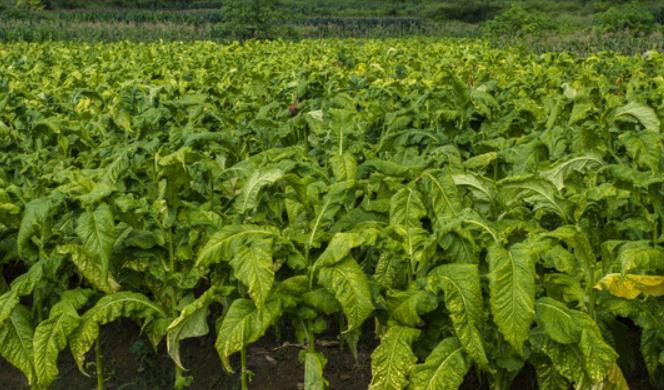 福建省龙岩烟草,龙岩中国烟草