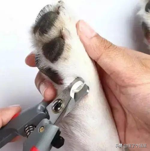 养宠知识狗狗腿瘸了不落地怎么办,狗狗足底干裂