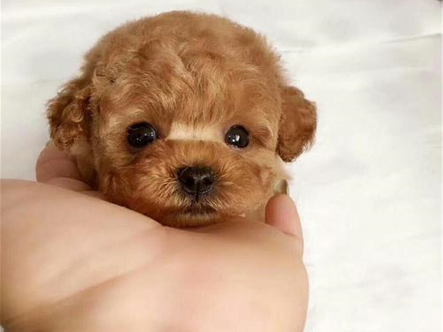 茶杯犬的习性与养殖,茶杯犬的饲养知识