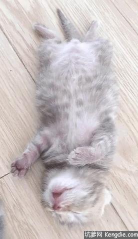 猫会像人一样做梦吗,猫老是做梦