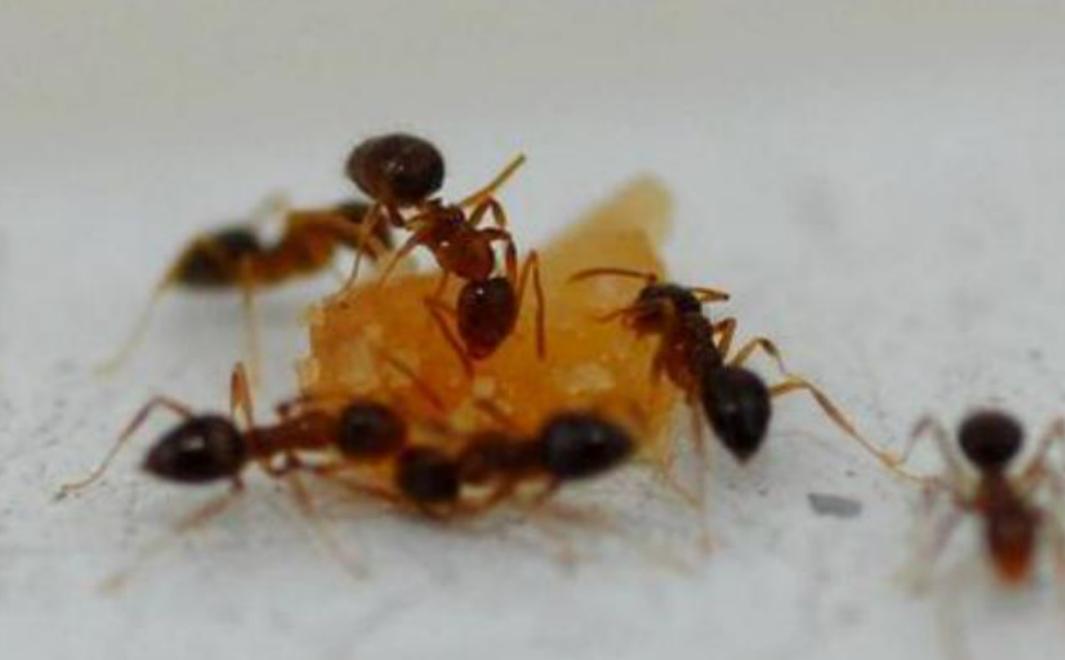 厨房经常出现的几种虫害,厨房里常见的七种害虫