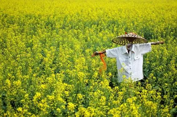 最适合赏花的花,视觉盛宴五种赏花名花供您选择