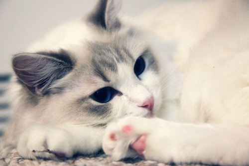 布偶猫新手入手,布偶猫的特征和缺点