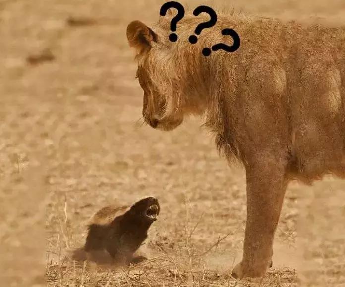 跟狮子抢肉，怼非洲鬣狗，看硬核“平头姐”成长史！