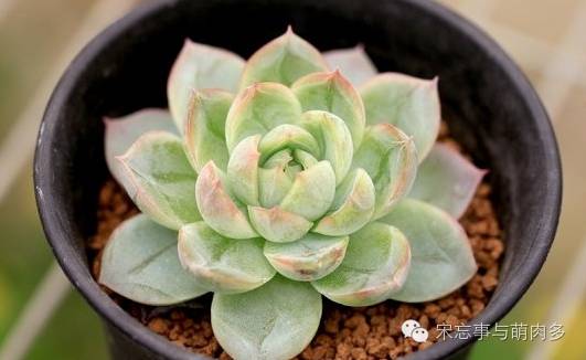 多肉月影系有哪些品种,月影系多肉品种大全