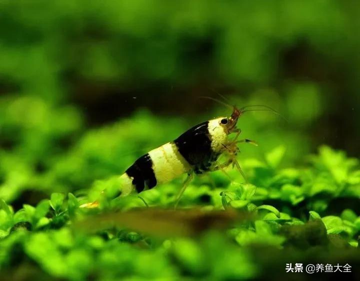 虾爆缸怎么办,极火虾怎么快速爆缸