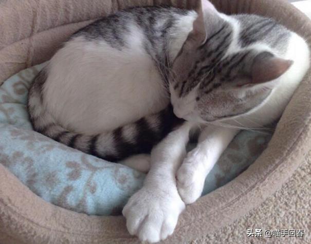 猫咪被蜜蜂蛰了找不到刺,猫咪的爪子被蜜蜂蜇肿了