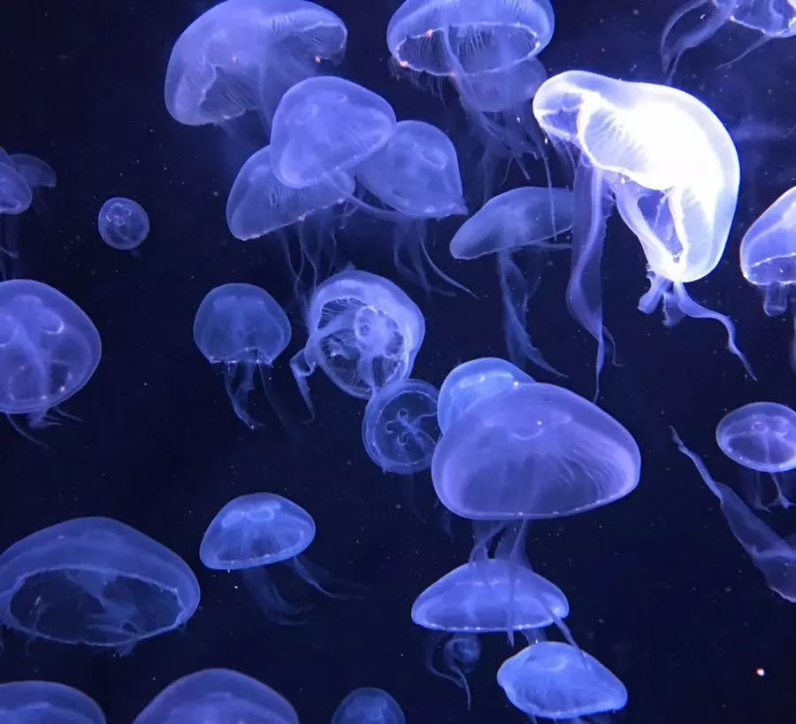 来魔都怎么能不来外滩看看,来魔都旅游