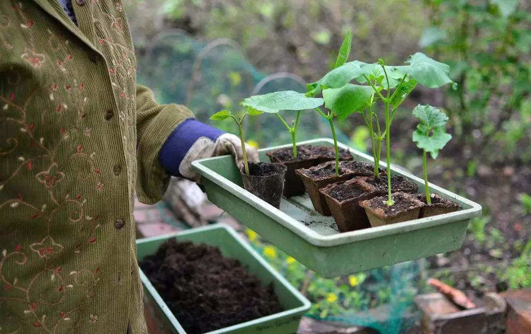 自家阳台小菜园种的纯天然蔬菜,阳台种植一年四季可以吃的蔬菜