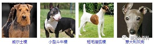 狗狗品种分类大全,狗狗品种鉴定