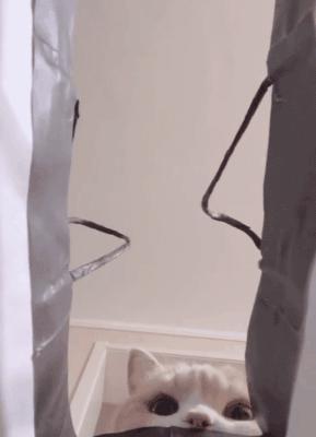 你根本不知道，养只猫有多幸福！