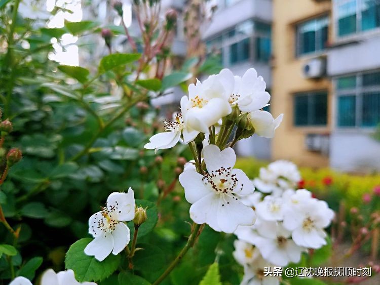 金樱子花美景图片,美丽的金樱子花