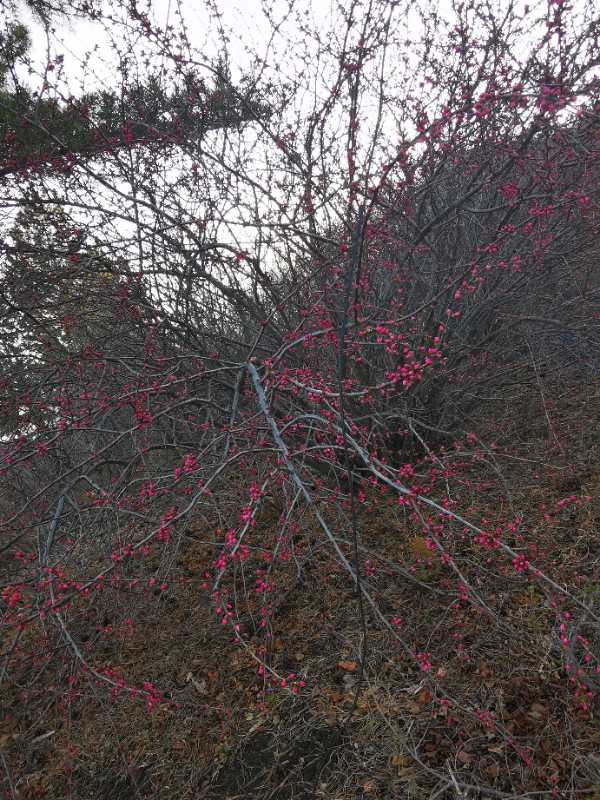 烟雨重游太平湖,重游太平古城游玩攻略